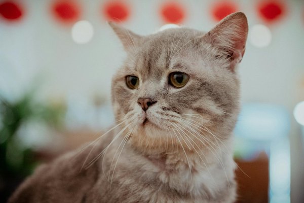 How can UK pet owners ensure their pets' safety during fireworks?