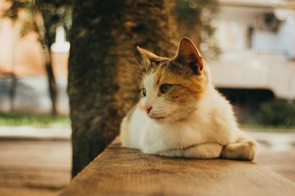What is the best way to prepare a hearty beef Wellington?