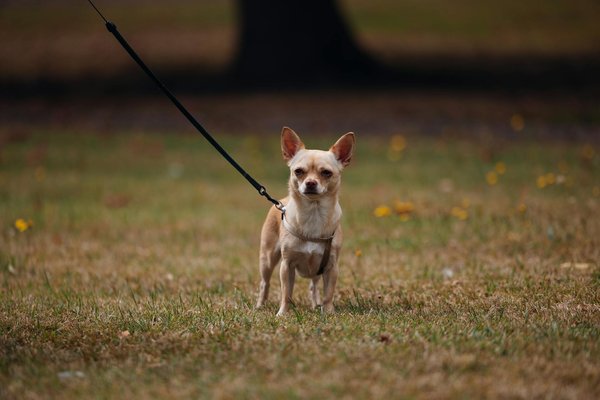 How Can UK Businesses Foster Resilience in a Volatile Market?